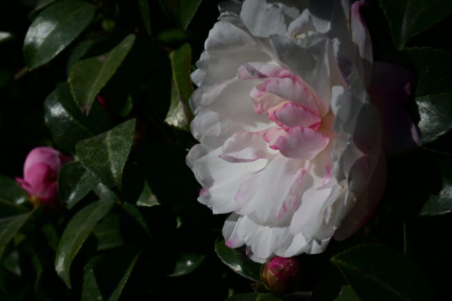 京都永観堂への紅葉狩りの途上椿が咲いているのを見つけました。